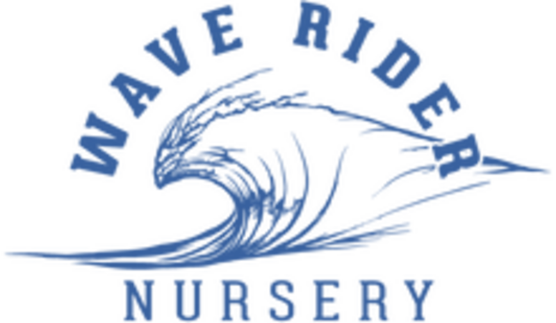 Logo for img-fluid: Wave Rider
